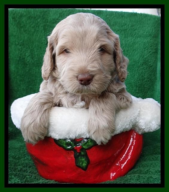 Xana Texas pups 5 wks old 81