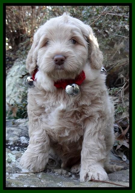 Xana Texas pups 6 wks old 121