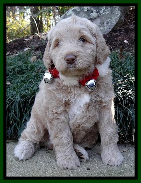 Xana Texas pups 6 wks old 131