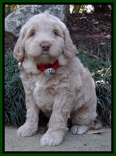 Xana Texas pups 6 wks old 141