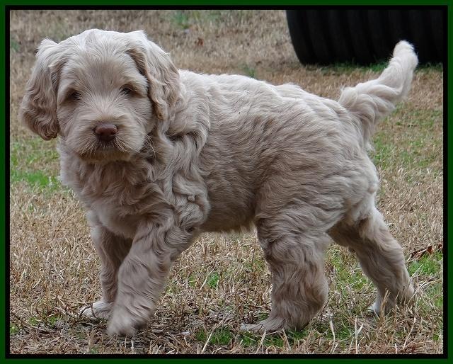 Xana Texas pups 6 wks old