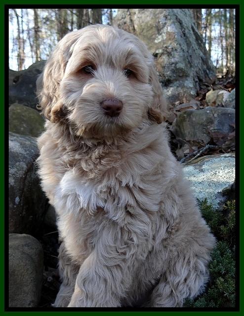 Xana Texas pups 8 wks old 021