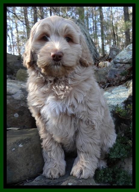 Xana Texas pups 8 wks old 023