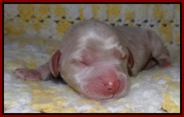 Xana Texas pups newborn 61