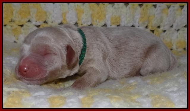 Xana Texas pups newborn 71