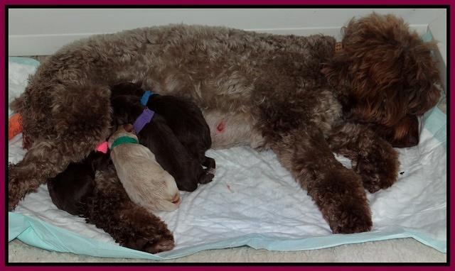 Xana TExas pups newborn group 008