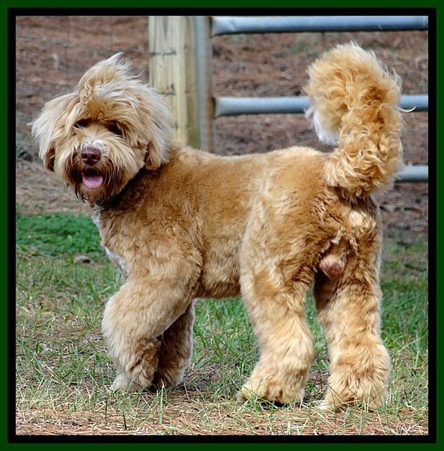 Reagan 10.5   mos old 91