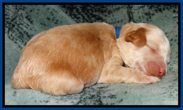 Rina REagan pups 1 wk old 31