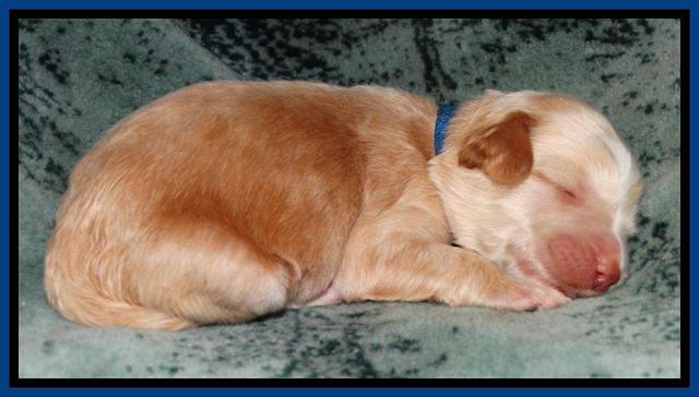 Rina REagan pups 1 wk old 41