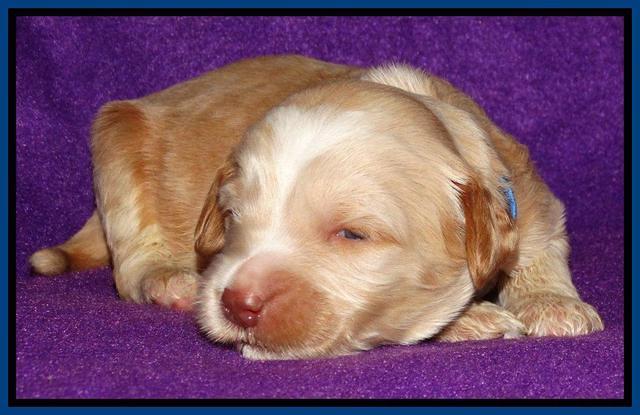Rina REagan pups 2 wks old 11