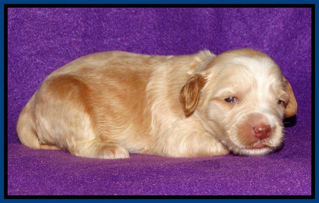 Rina REagan pups 2 wks old 21