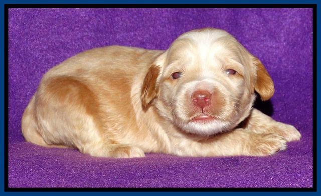 Rina REagan pups 2 wks old 31