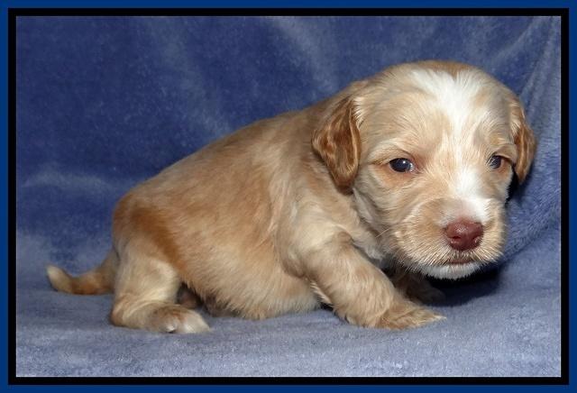 Rina Reagan pups 3 weeks old 007