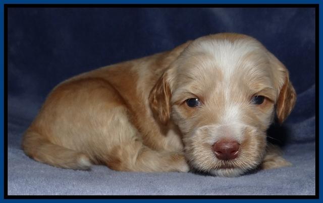 Rina Reagan pups 3 weeks old 009