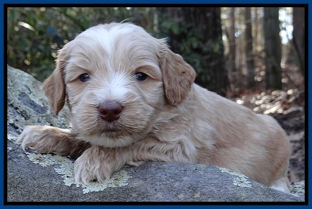 Rina Reagan pups 4 wks old 21