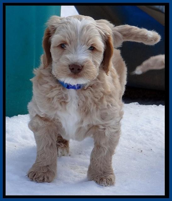 Rina Reagan pups 7 wks old 41