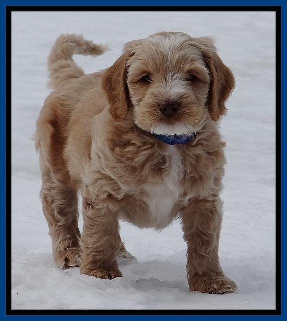 Rina Reagan pups 7 wks old 61