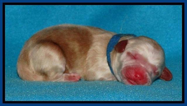 Rina Reagan pups newborn 41