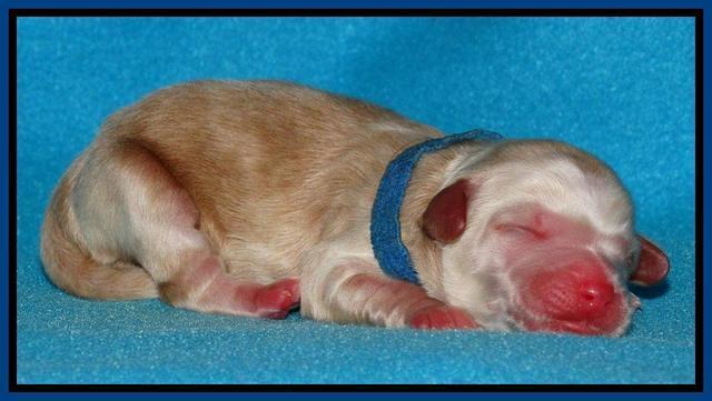 Rina Reagan pups newborn 51