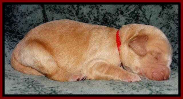 Rina REagan pups 1 wk old 51