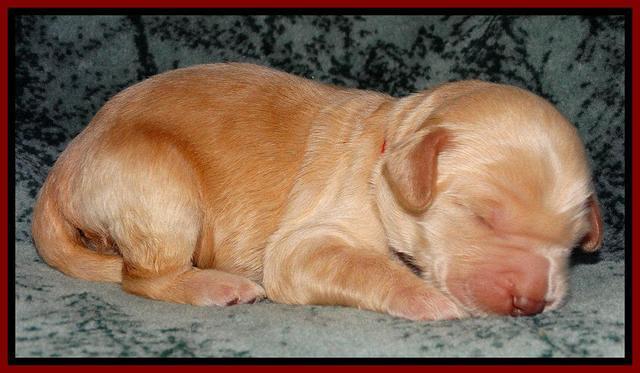 Rina REagan pups 1 wk old 61