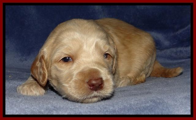Rina Reagan pups 3 weeks old 015