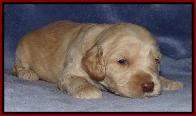 Rina Reagan pups 3 weeks old 016
