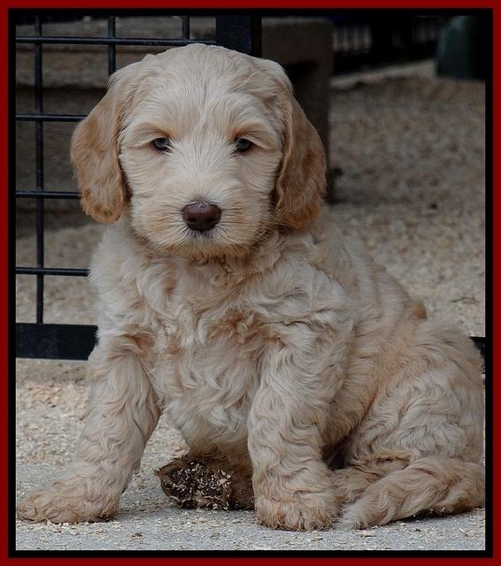 Rina Reagan pups 7 wks old 81