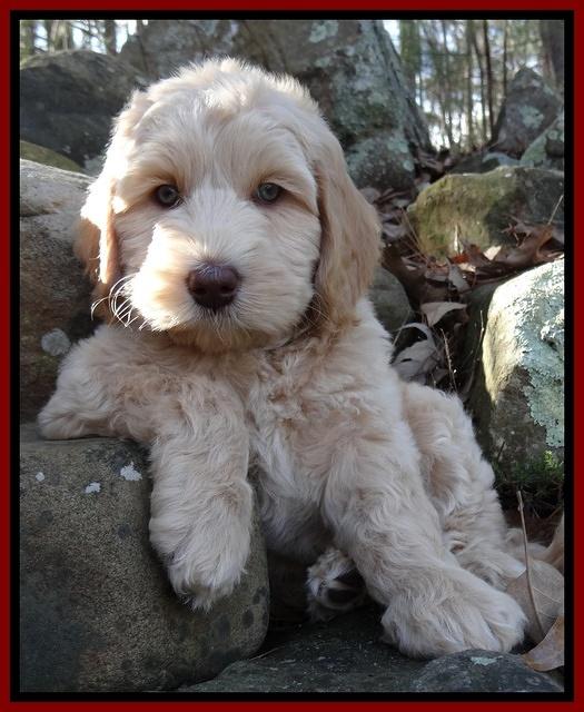 Rina Reagan pups 8 wks old 034