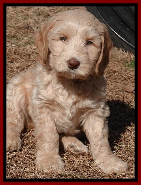 Rina stacked puppy pics 004