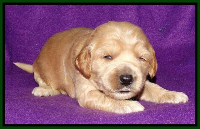 Rina REagan pups 2 wks old 71