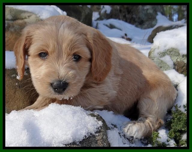 Rina REgan pups 5 wks old 51