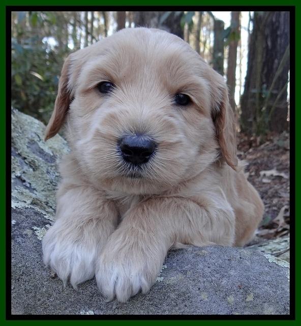 Rina Reagan pups 4 wks old 91
