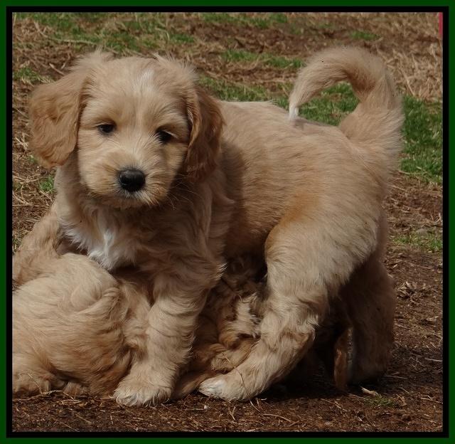 Rina Reagan pups 6 wks old 161