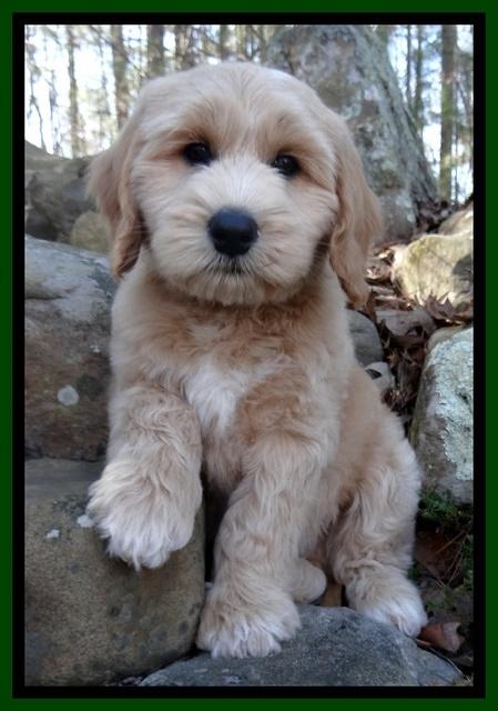 Rina Reagan pups 8 wks old 013