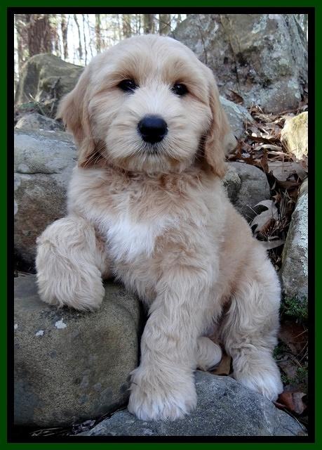 Rina Reagan pups 8 wks old 014