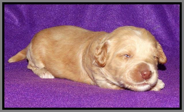 Rina REagan pups 2 wks old 101