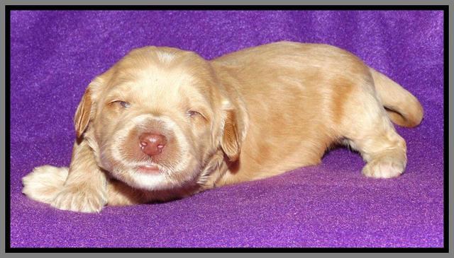 Rina REagan pups 2 wks old 121