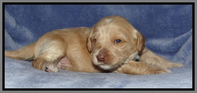 Rina Reagan pups 3 weeks old 028