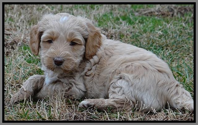 Rina Reagan pups 6 wks old 211