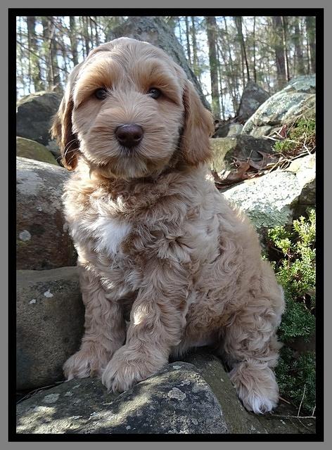 Rina Reagan pups 8 wks old 004