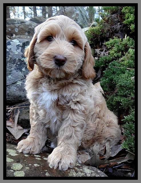 Rina Reagan pups 8 wks old 009