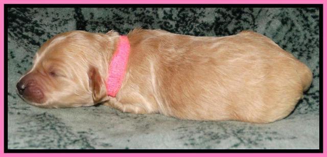 Rina REagan pups 1 wk old 131