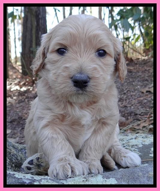 Rina Reagan pups 4 wks old 131