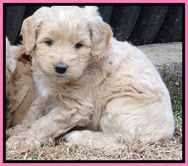 Rina Reagan pups 6 wks old 221