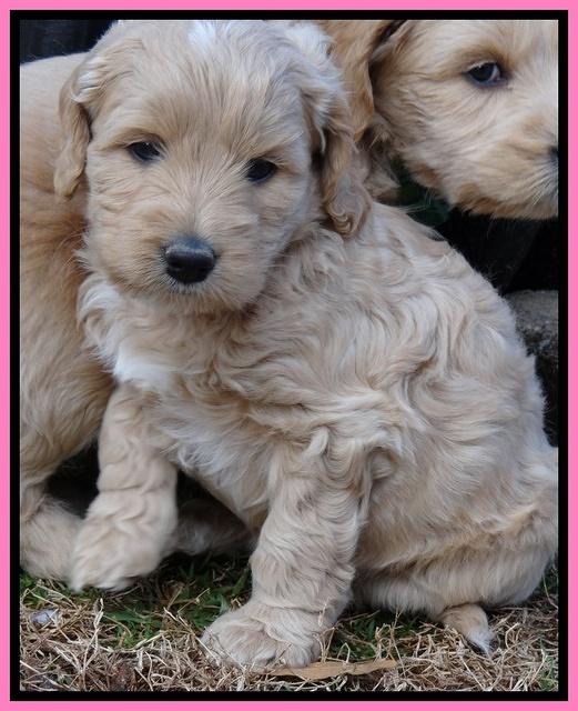 Rina Reagan pups 6 wks old 241