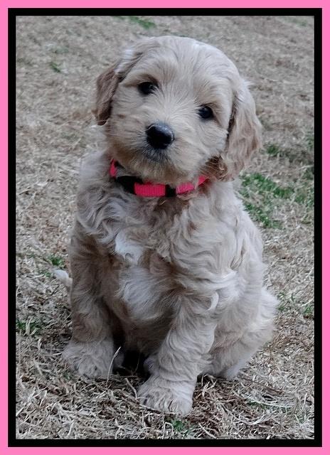 Rina Reagan pups 6 wks old 251