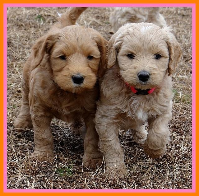 Rina Reagan pups 6 wks old 261