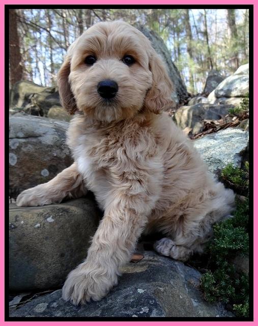 Rina Reagan pups 9 wks old 2 004