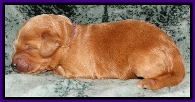 Rina REagan pups 1 wk old 151